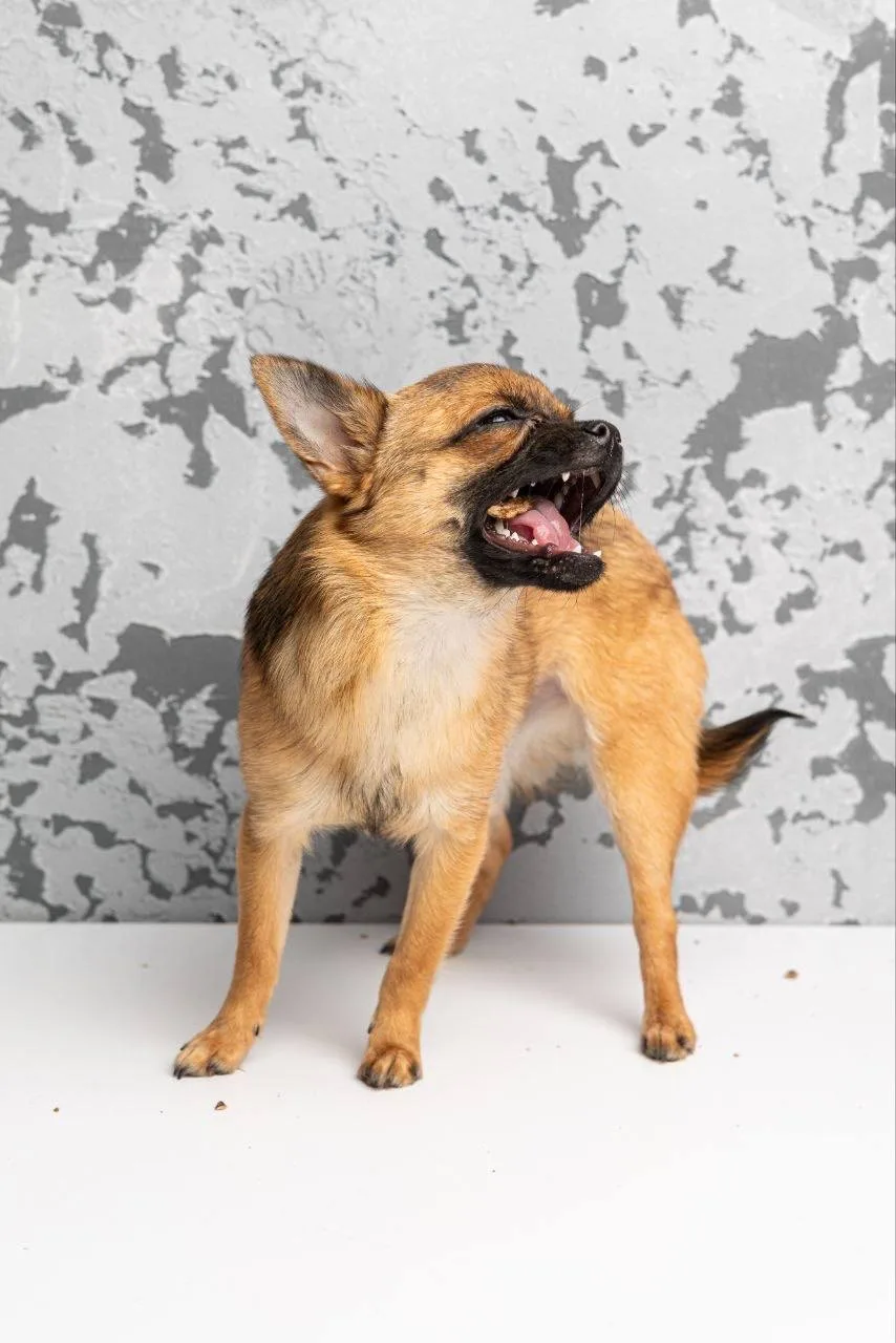 Ищет дом крошка Череда из «Домика Мелкашей» Балашиха 🌸🐕 Москва и МО  Привет, я Череда! 👋 Я — полтора