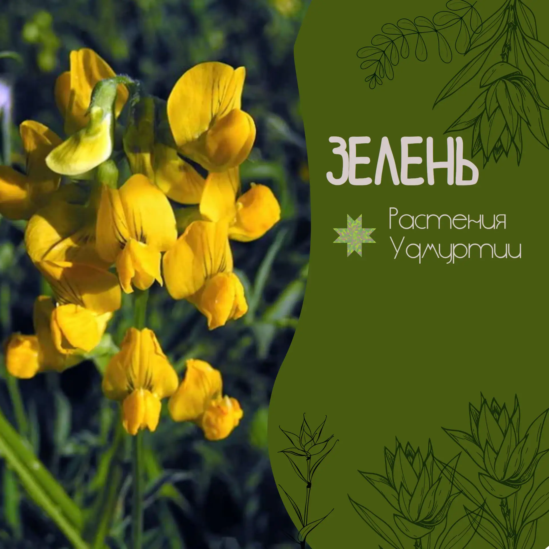 🌿 Чина луговая (Lathyrus pratensis) — скромная, но цепкая родственница гороха и клевер...