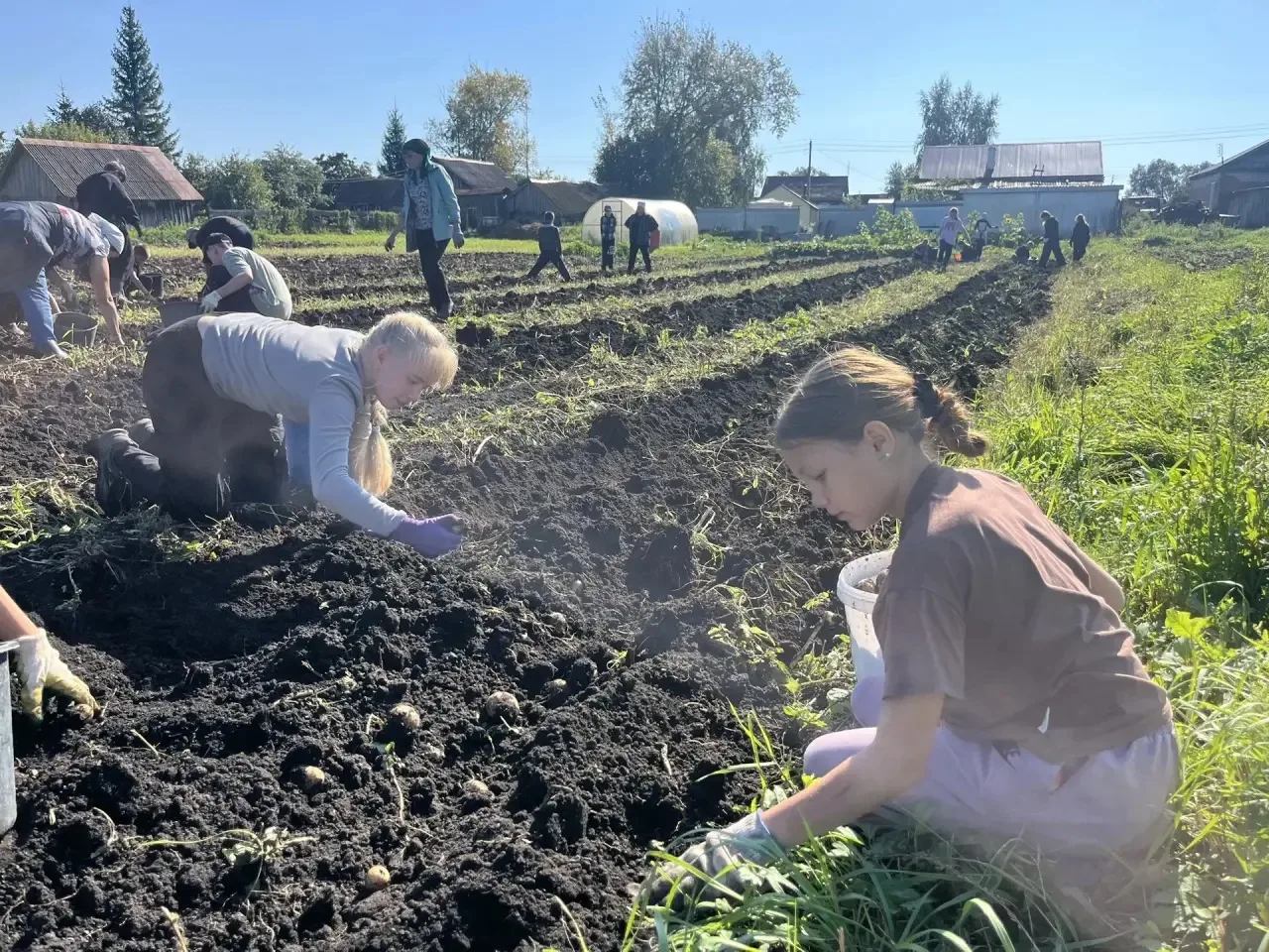 Сбор картофеля завершён! 🥔