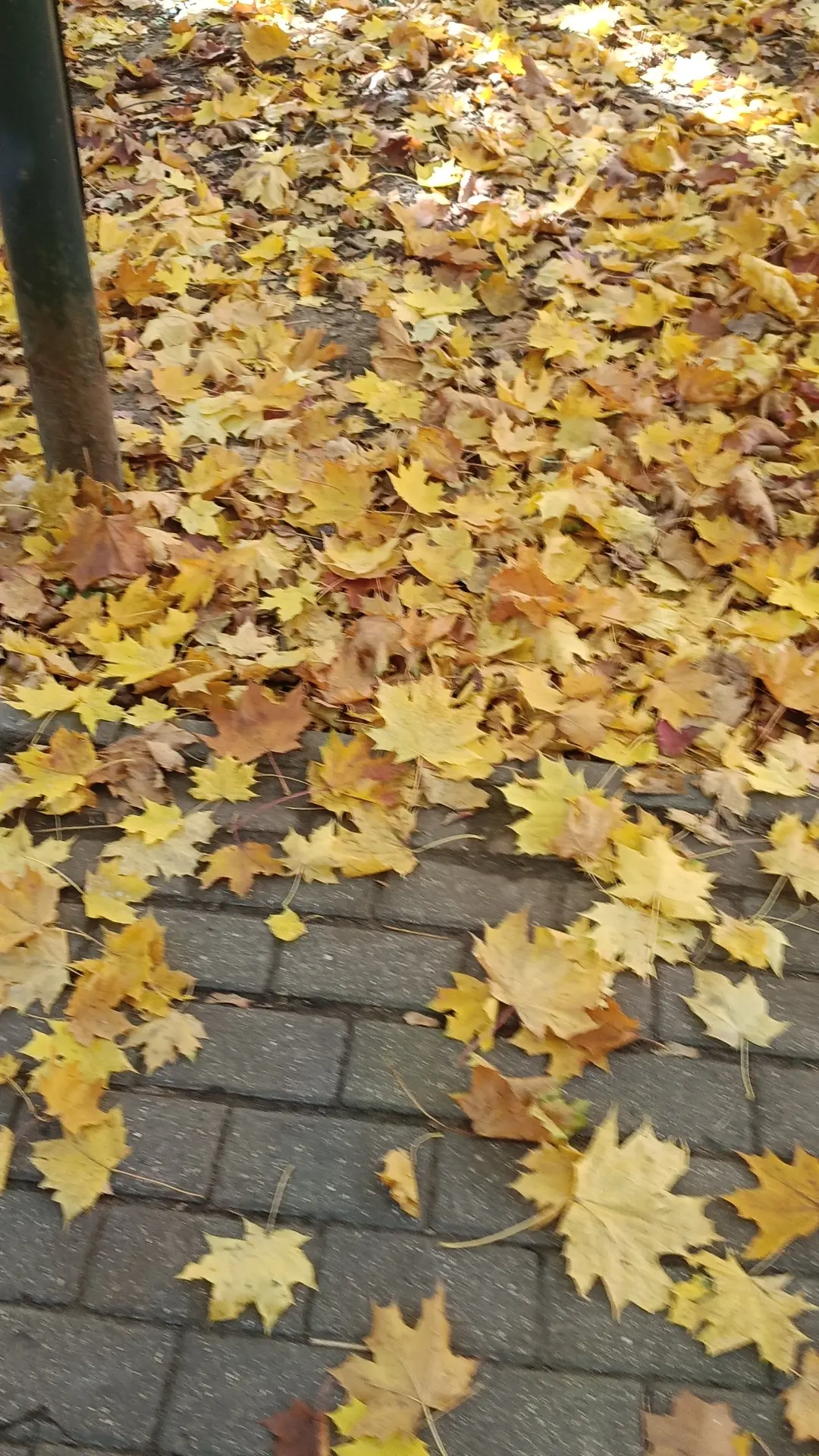 🍁