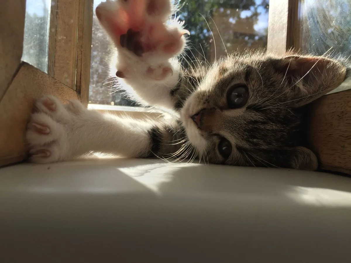 🐈8 августа - Всемирный день кошек