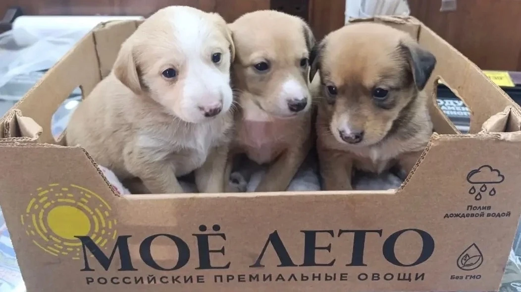 Как прошло ваше лето?