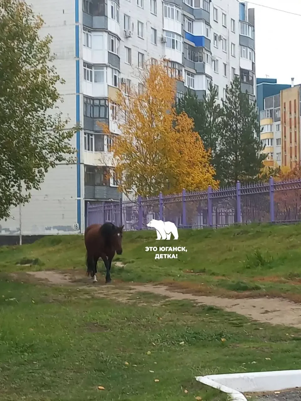 Лошади в 14 микрорайоне