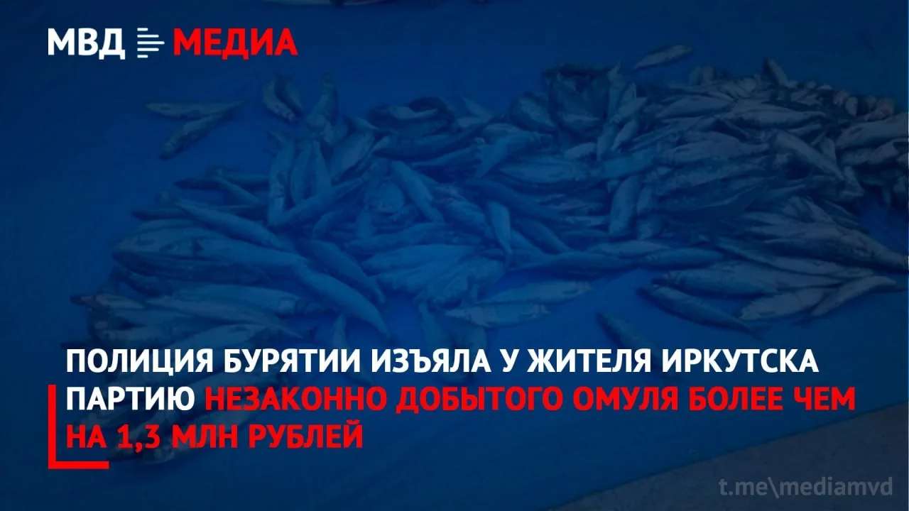 🐟 В Бурятии у жителя Иркутска изъяли 165 кг незаконно добытого омуля на 1,3 млн рублей

В Кабанском