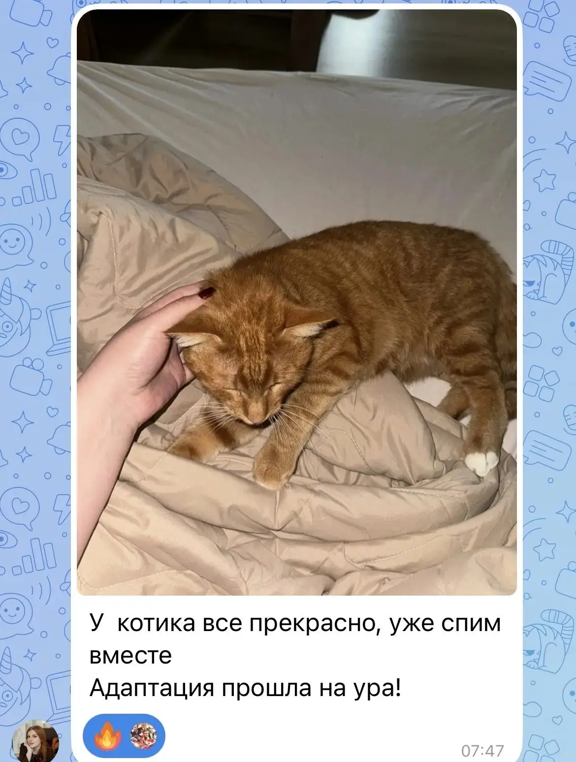 Шурик дома❤️