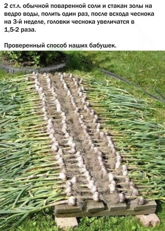 Для большого чеснока 📝