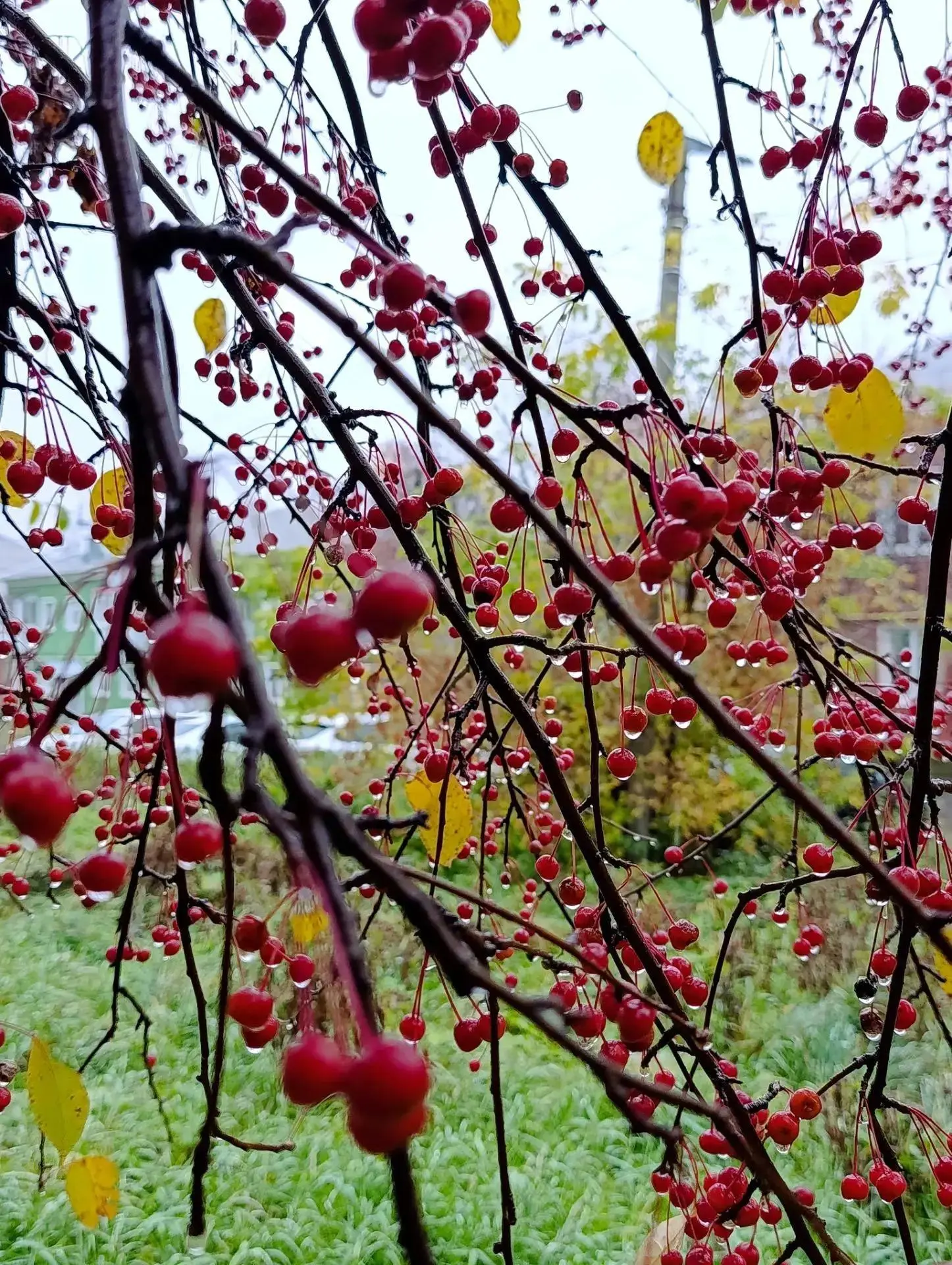 🌧 Синоптики обещают Ревде сильные дожди