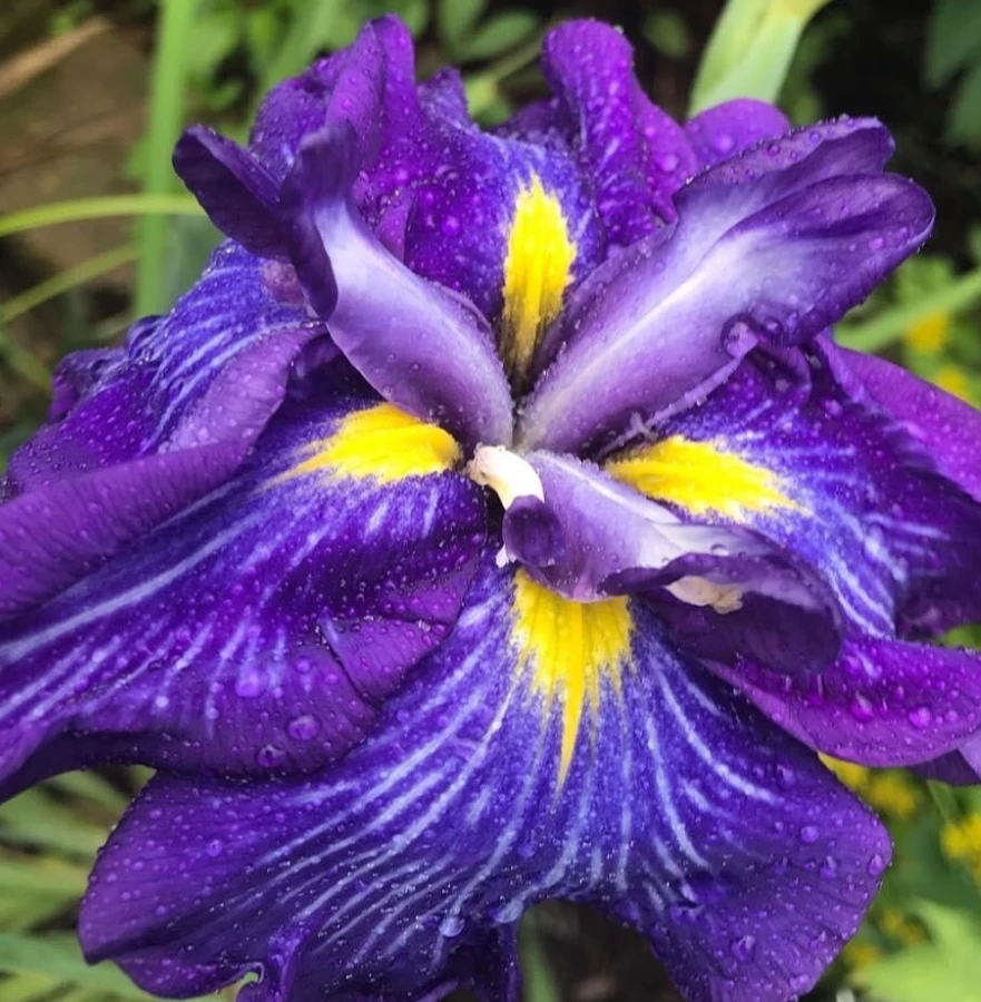 💜Любите ирисы? А мечевидные у вас уже есть?💜Ирисы с поистине ГИГАНТСКИМИ цветками не ...