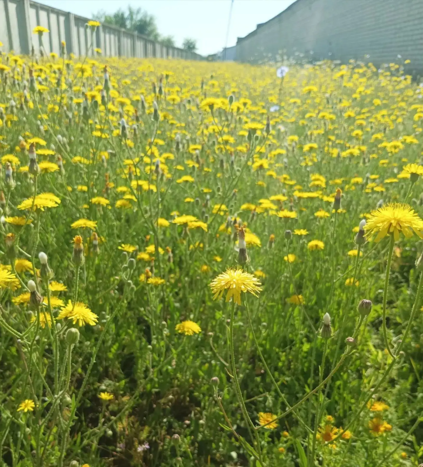 Доброе утро, друзья!🌼Погнали в новую рабочую неделю😉