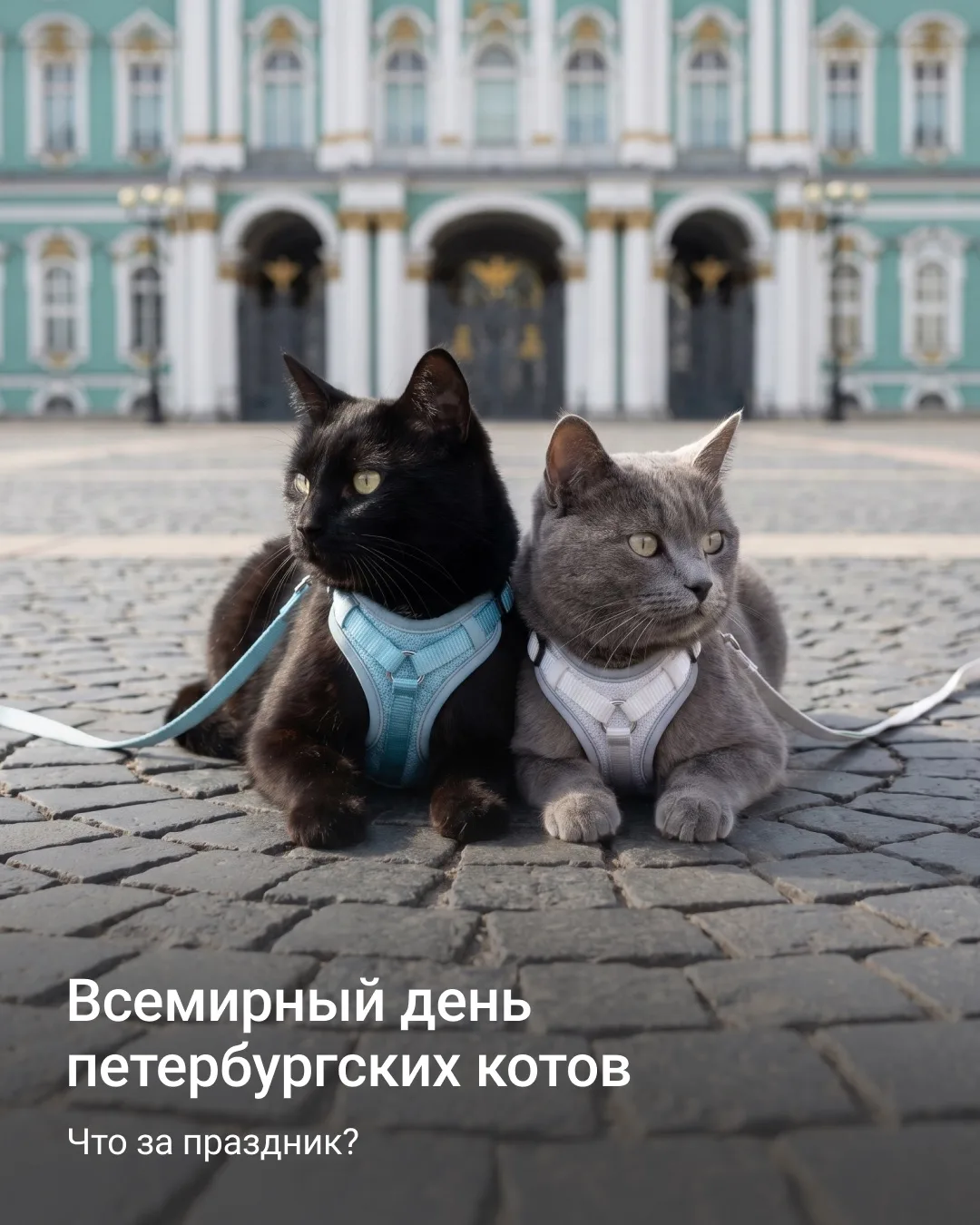 8 июня в культурной столице — особенный день

Город, который официально признал пушистиков своими хр