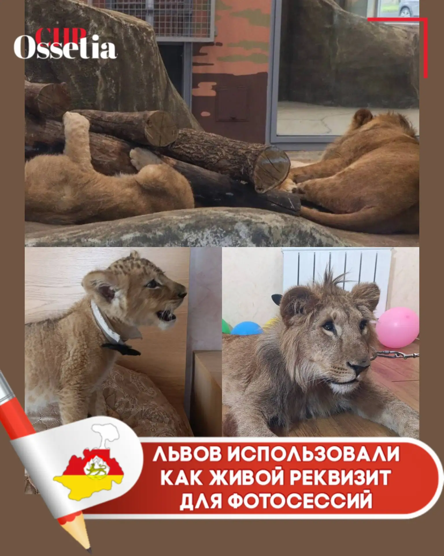 🦁 Львов использовали как живой реквизит для фотосессий
