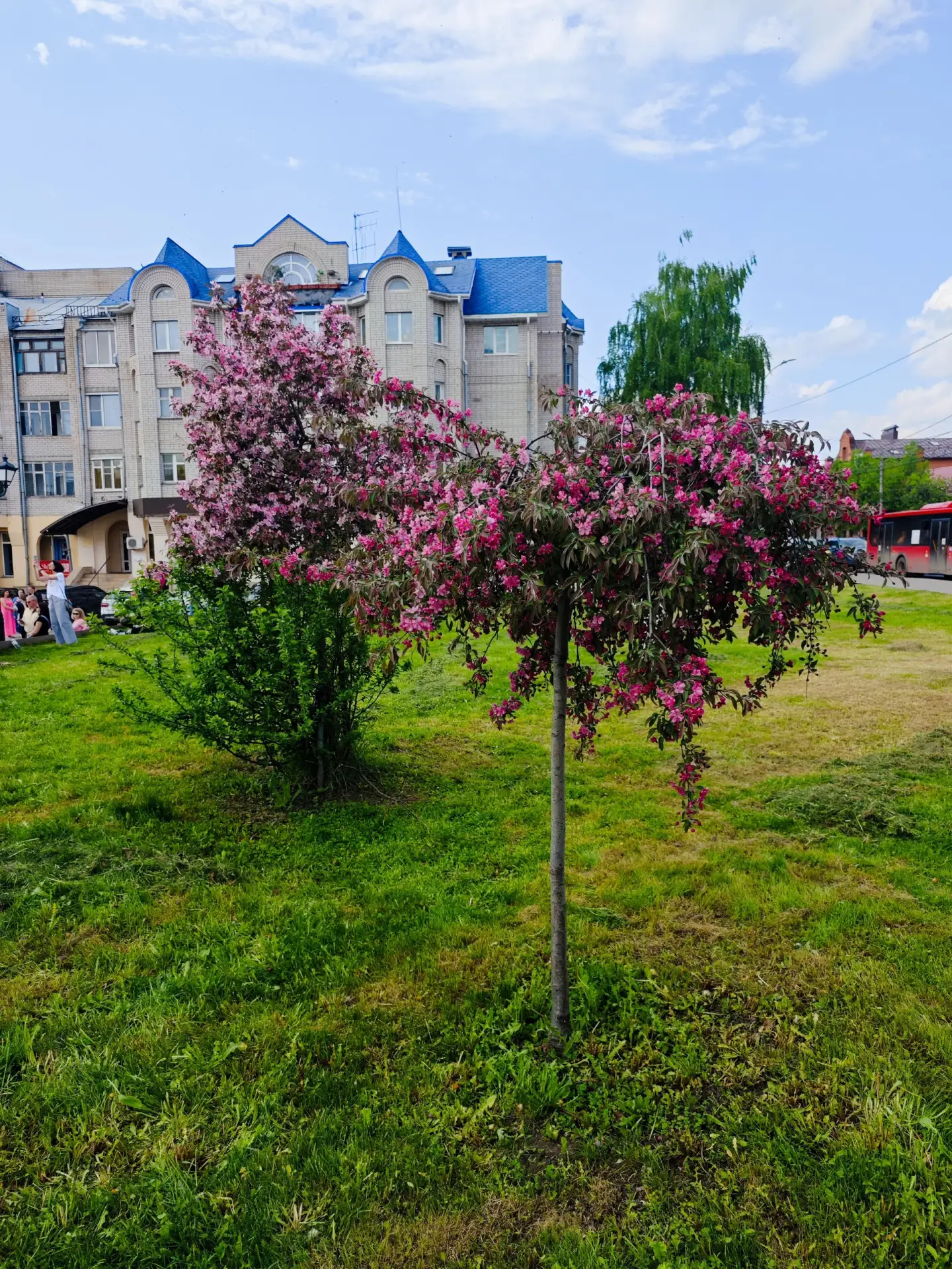 Рассказываем, где ещё в городе #Иваново можно полюбоваться цветущими декоративными розовыми яблонями
