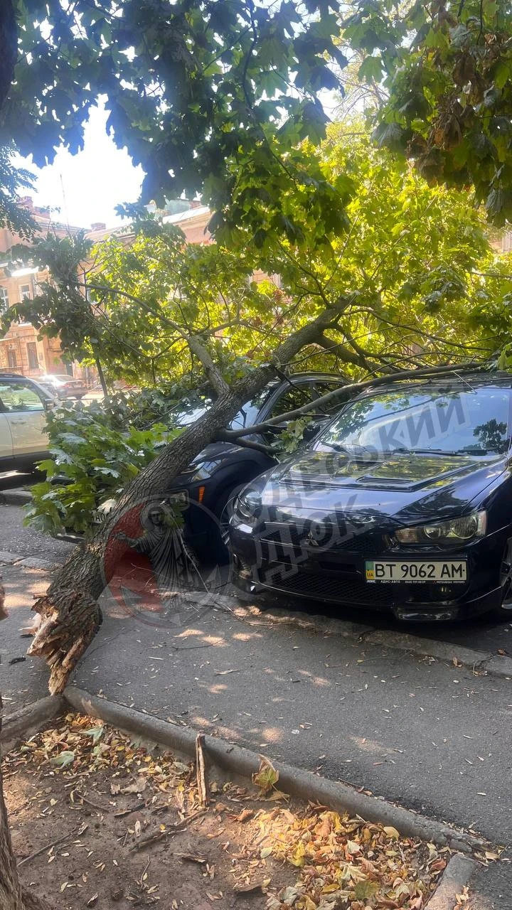 Дерево рухнуло на машины на Маразлиевской в Одессе 👀