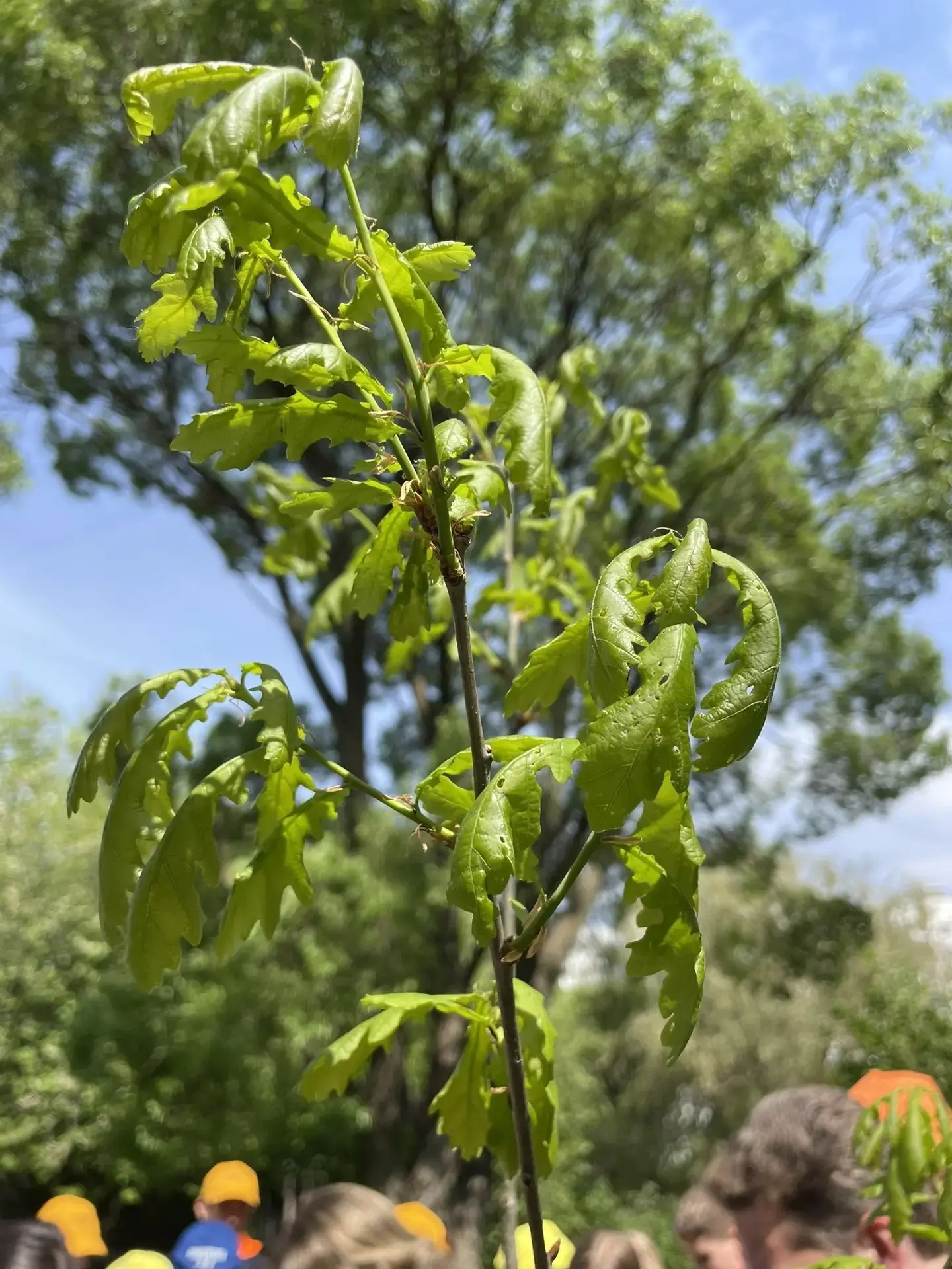 ✨🌳И ещё одно важное событие! 21 мая мы заложили памятную табличку у саженца дуба семьи Ганнибал.  Пр