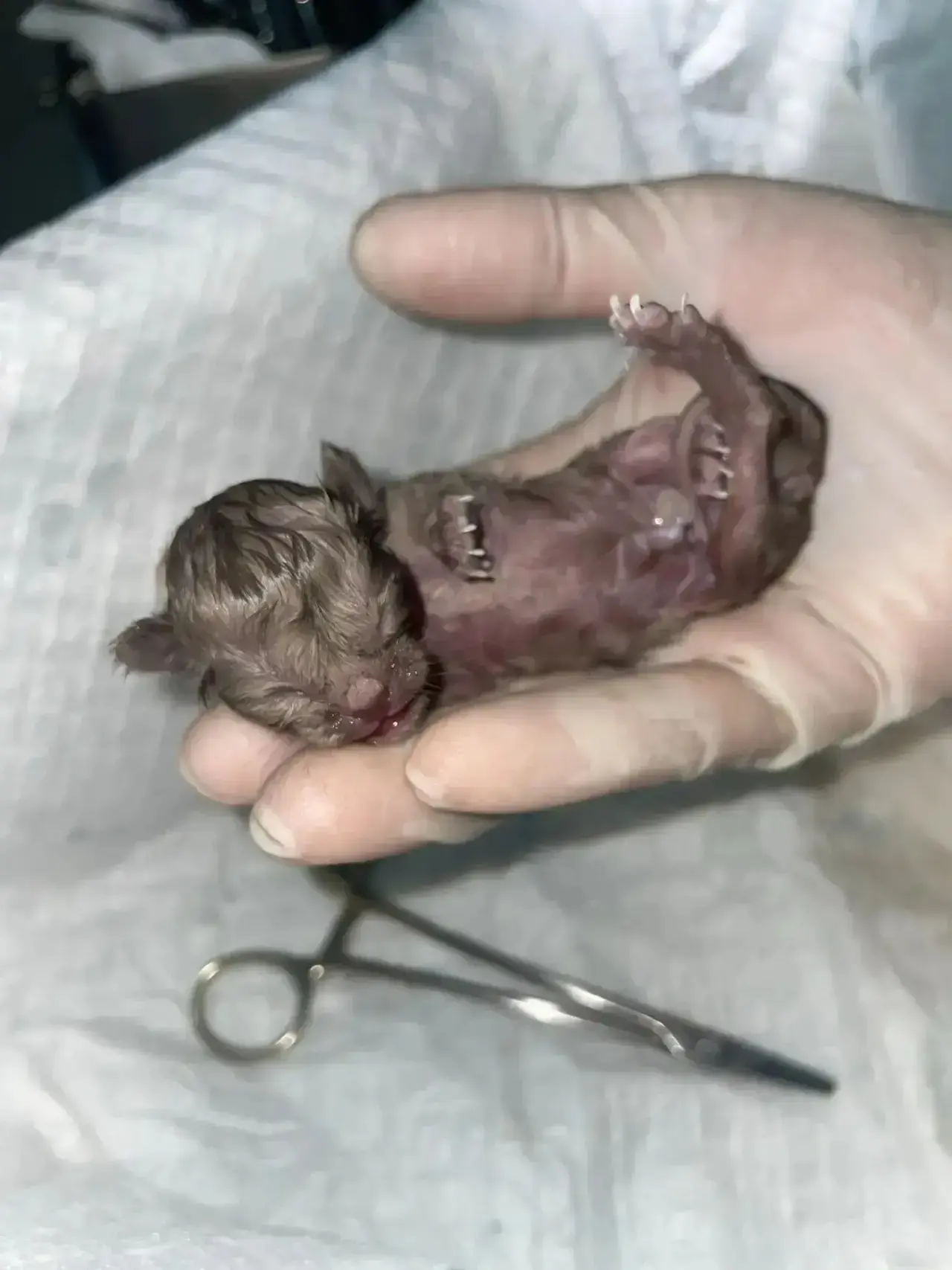 🌟 Пациент недели!

В Донской ветклинике врачи  помогли появиться на свет одному из самых маленьких 