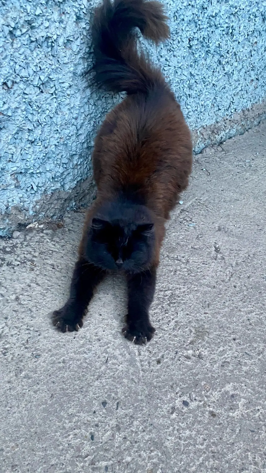 🐈‍⬛Ого, поглядите какой красавчик ищет дом