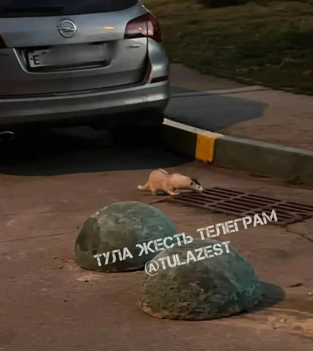 ❗️На Хворостухина замечен странный зверёк