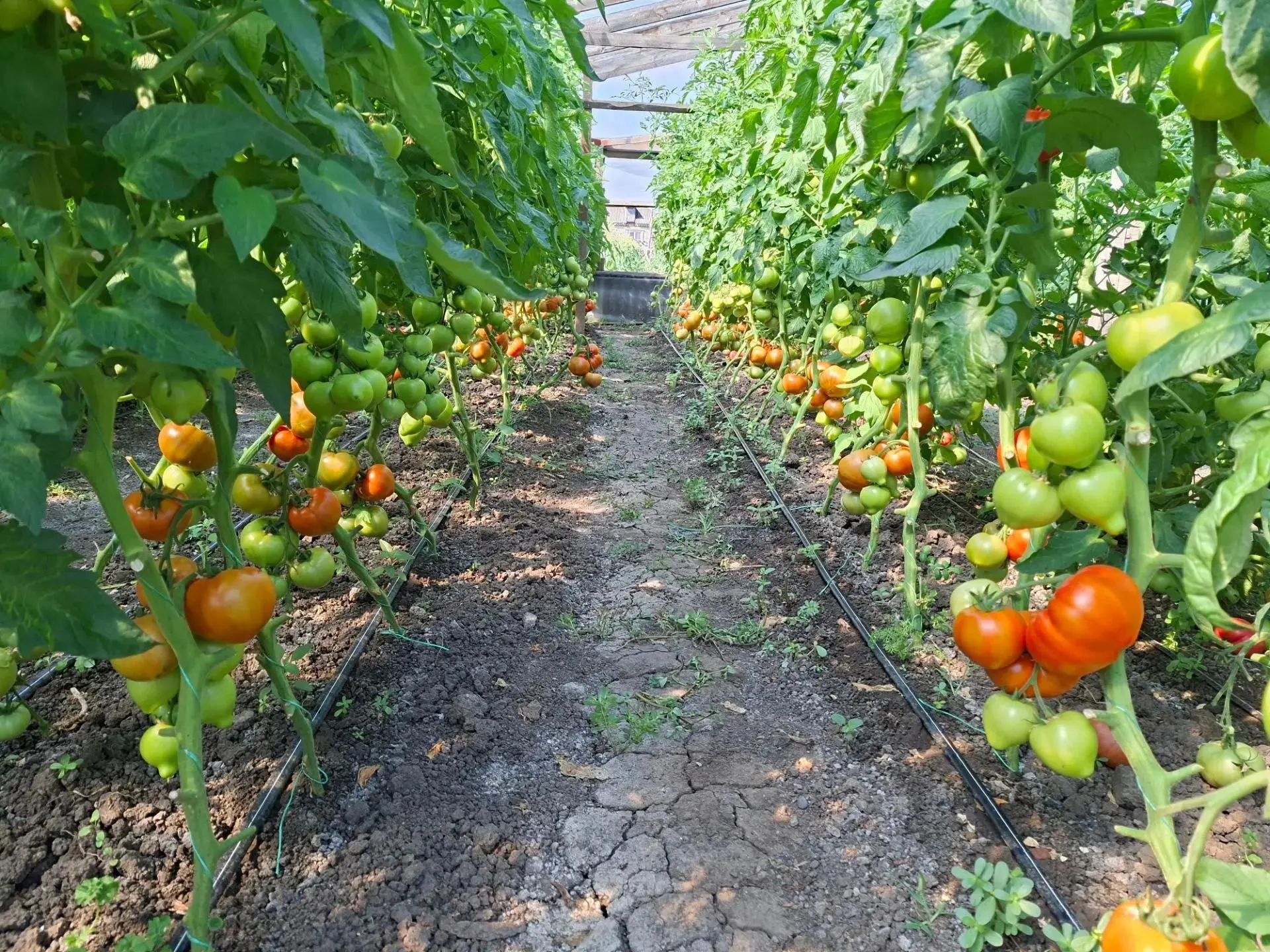 🍅 Помидор на 650 граммов и хобби для поддержки штанов