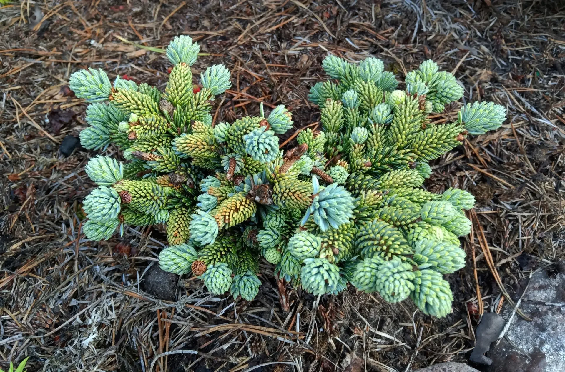 Picea jezoensis 'Schirrmann'