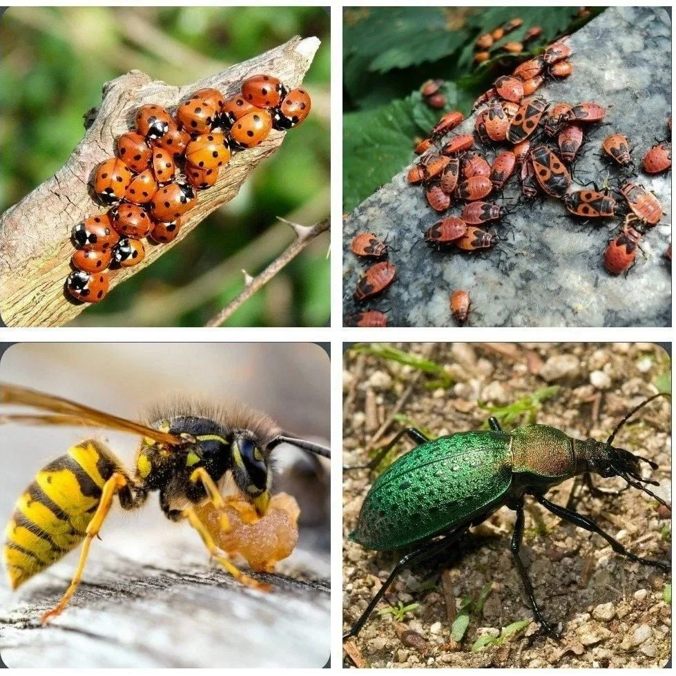 Полезные насекомые, которых не стоит уничтожать 🐞