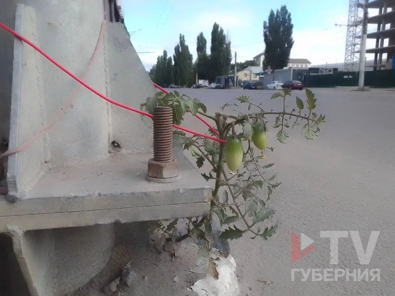 На Новосибирской улице помидоры проросли сквозь бетон 💪