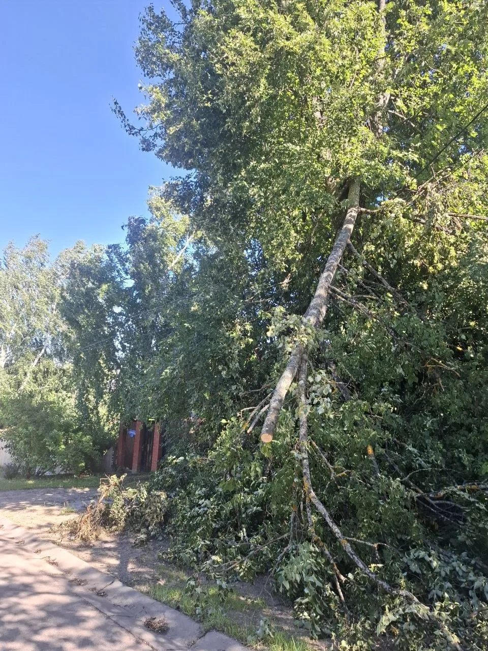 😔Яхрома на ул. Первомайская , на проводах висит дерево . Жители могут остаться без света . Или кто 