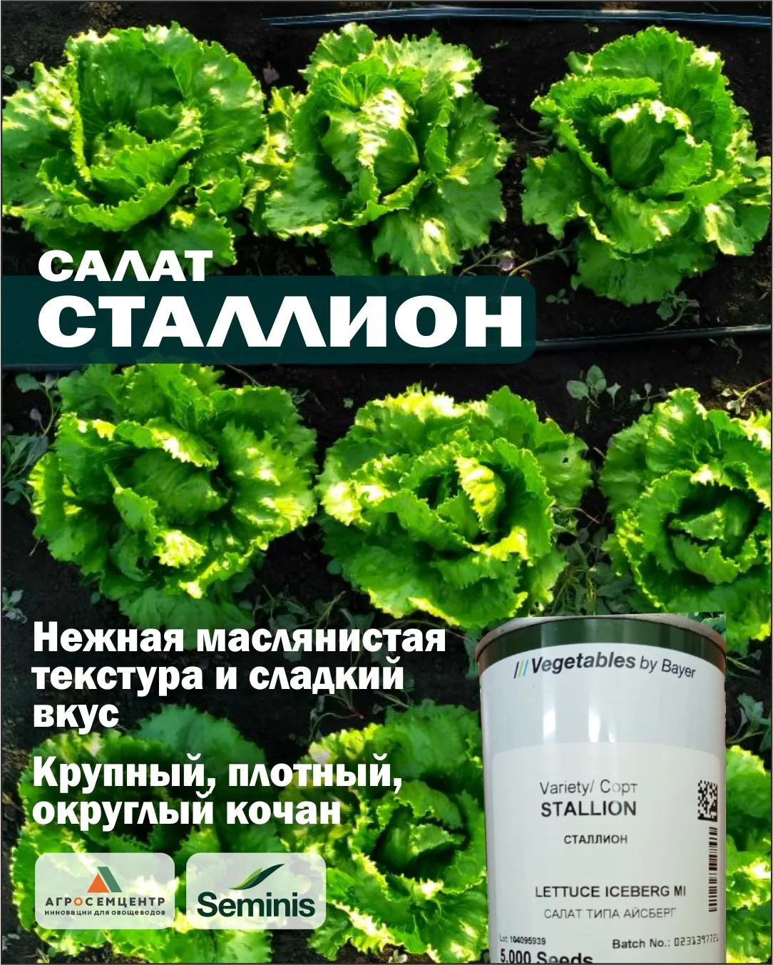 Летний хит: салат «Сталлион»! 💚


Лето — пик сезона для свежих овощей, и кочанный салат стабильно п
