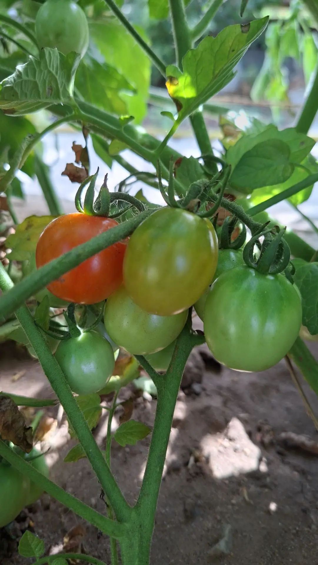 Дождалась первые бурелые 🍅🍅🍅 
Сашок даже один уже съел вчера. 
Писали мне, что 45 дней спеют, а э