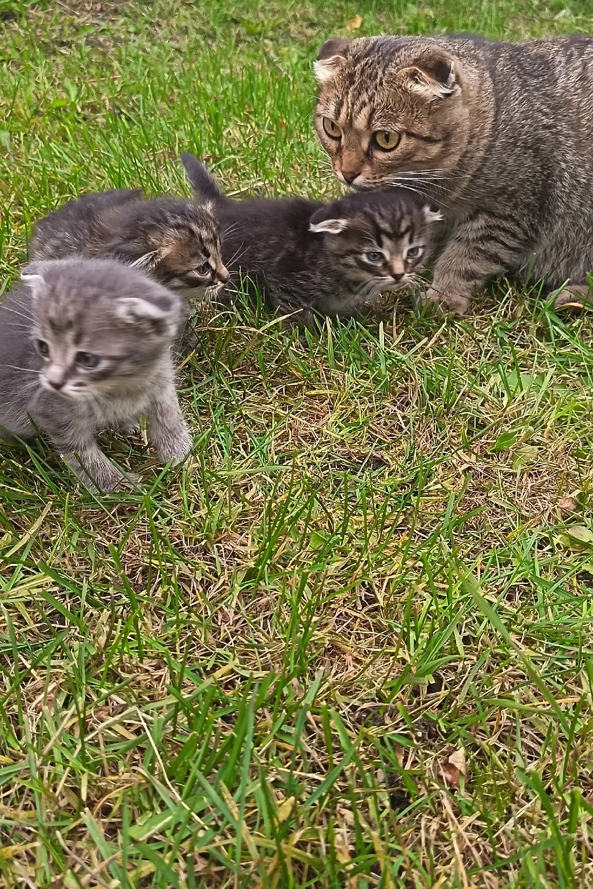 Прибилась кошка с котятами, срочно нужно найти им дом 🙏 им всего 1месяц, красивые висл...