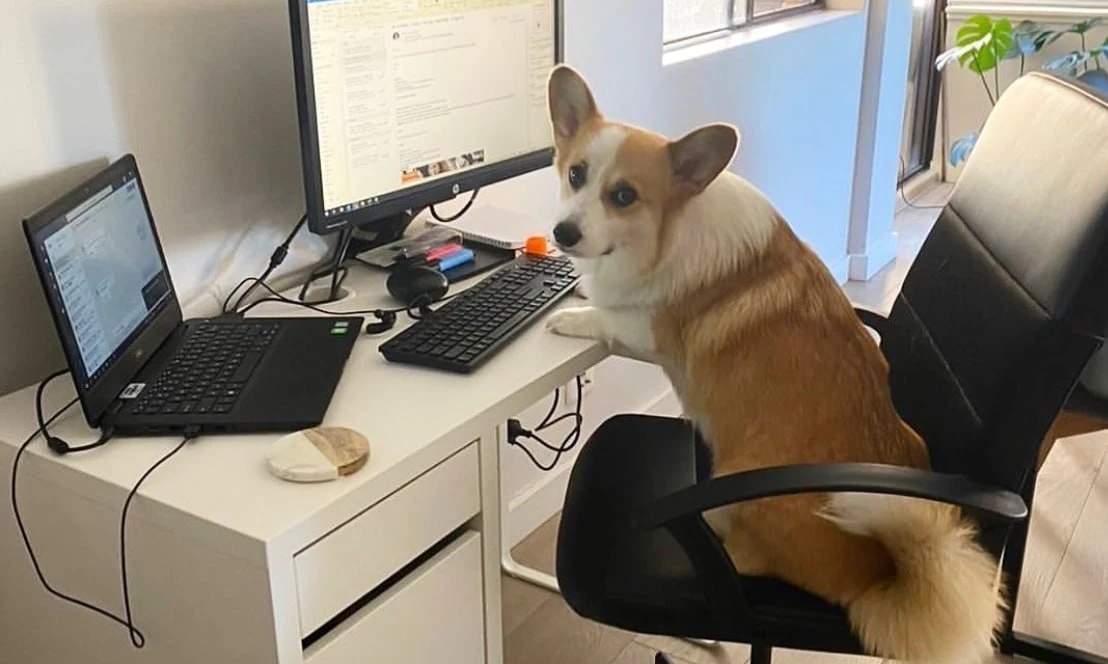 🇷🇺🐶 Россияне могут брать питомцев на работу

Чтобы принести животное в офис, нужно взять официаль