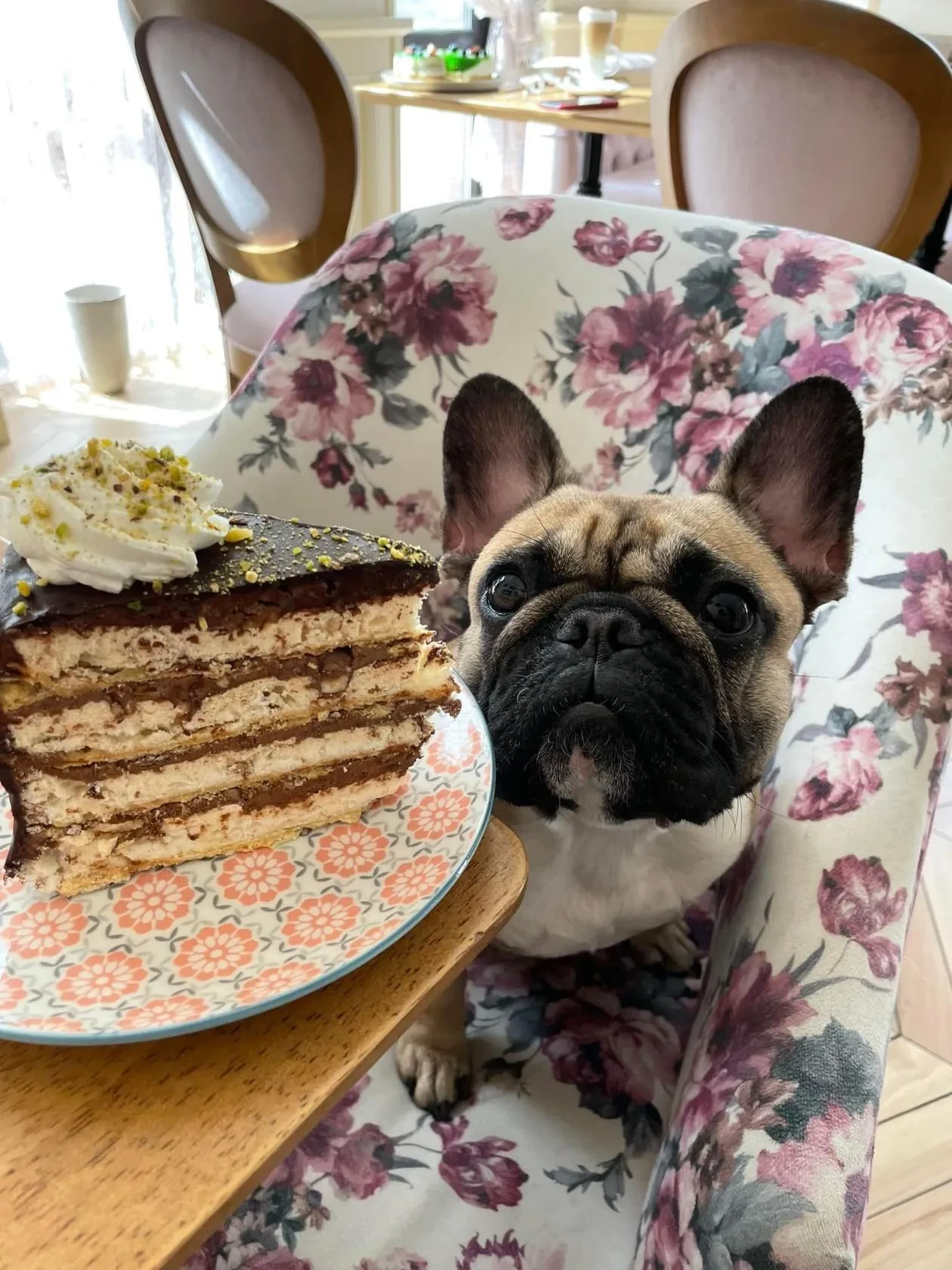 🐶 Тренировка телекинеза, перемещение кусочка торта бульдожкой экстрасенсом.