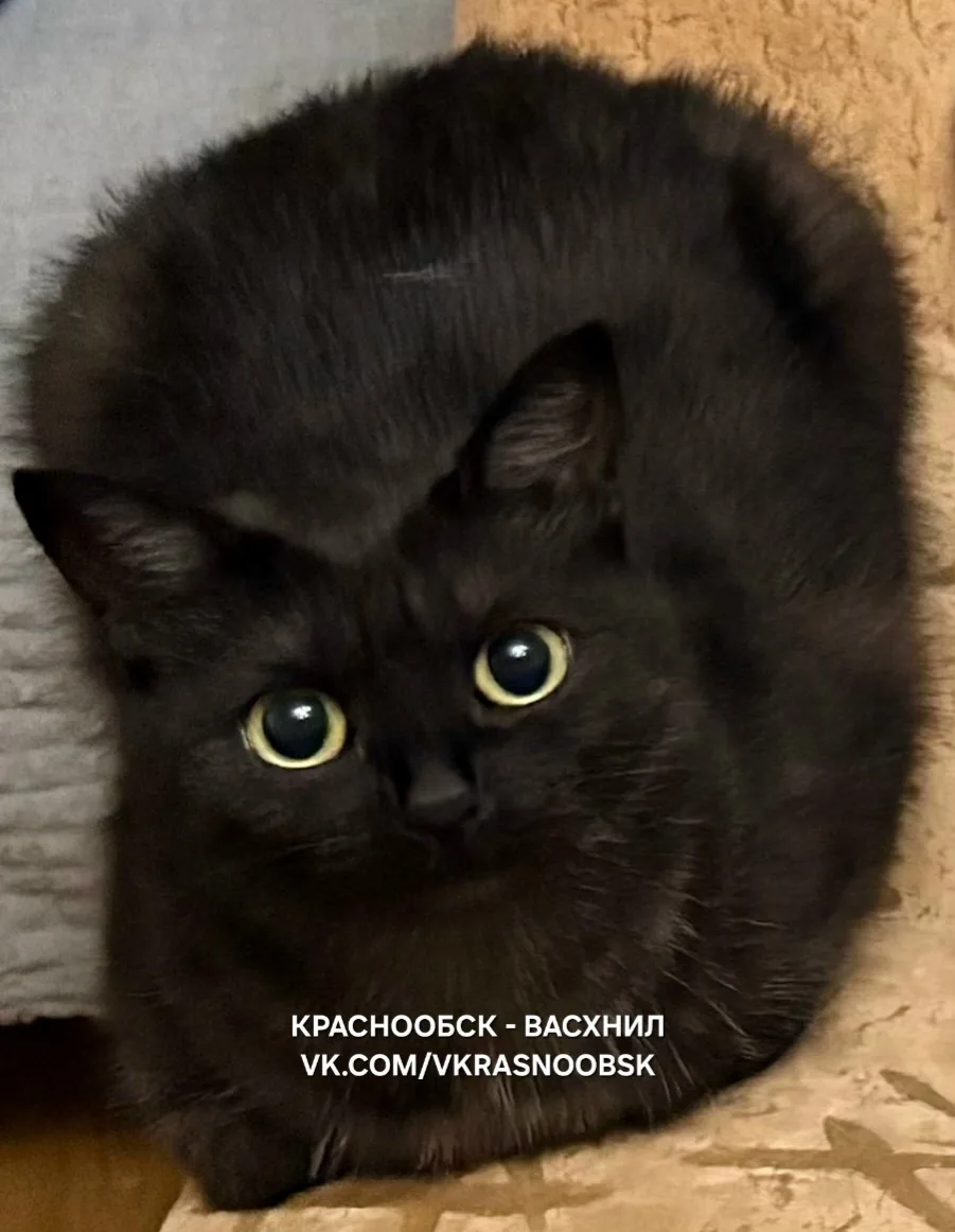 Изображение 1 к публикации «КРАСНООБСК - ВАСХНИЛ»