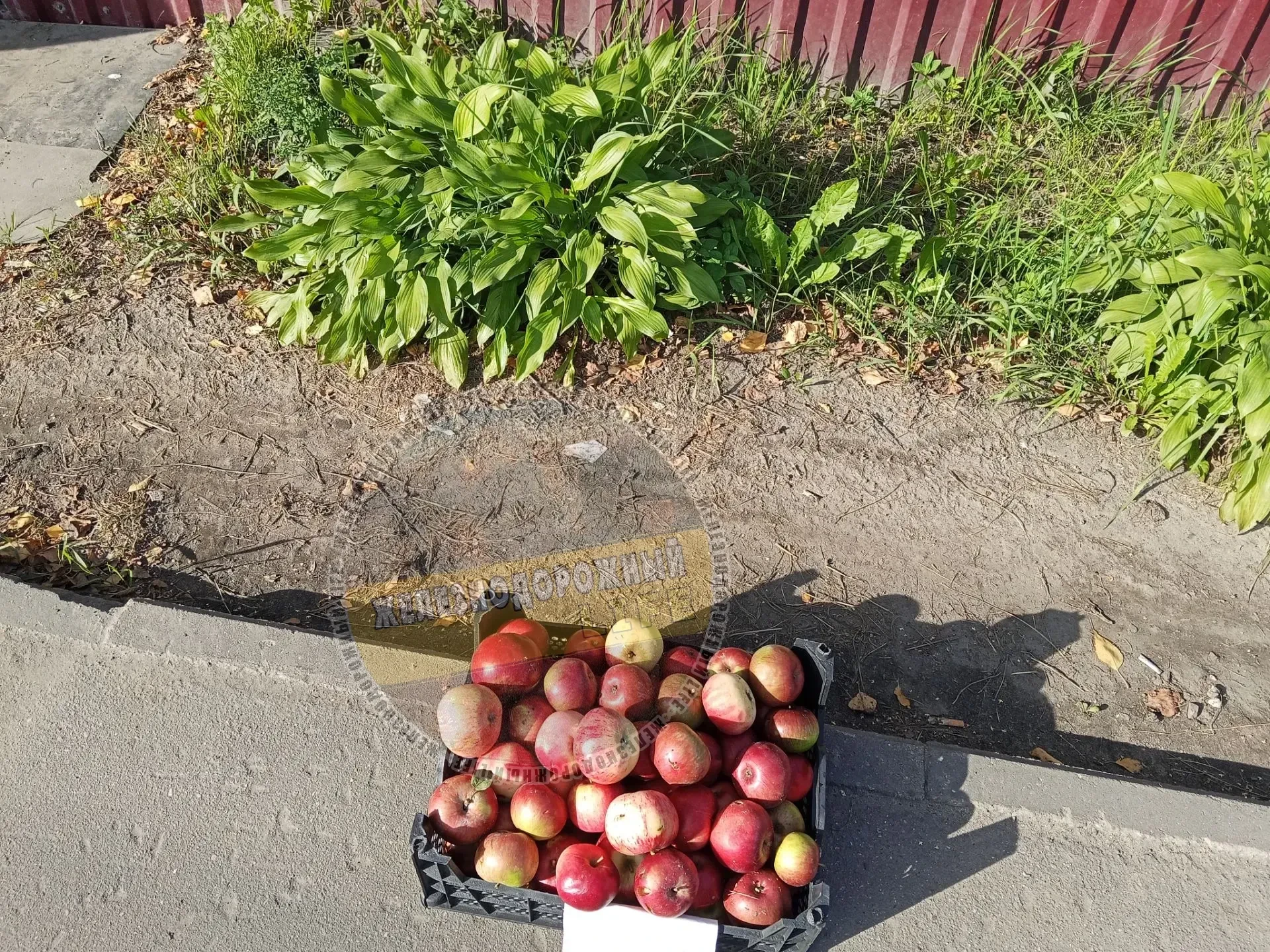 Сомнительные бесплатные яблоки у колледжа "Энергия" на Автозаводской 48. Там так написа...
