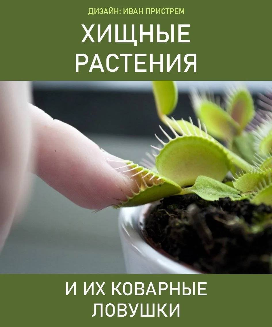 Плотоядные растения всегда были окружены ореолом таинственности. Их способность переваривать и погло