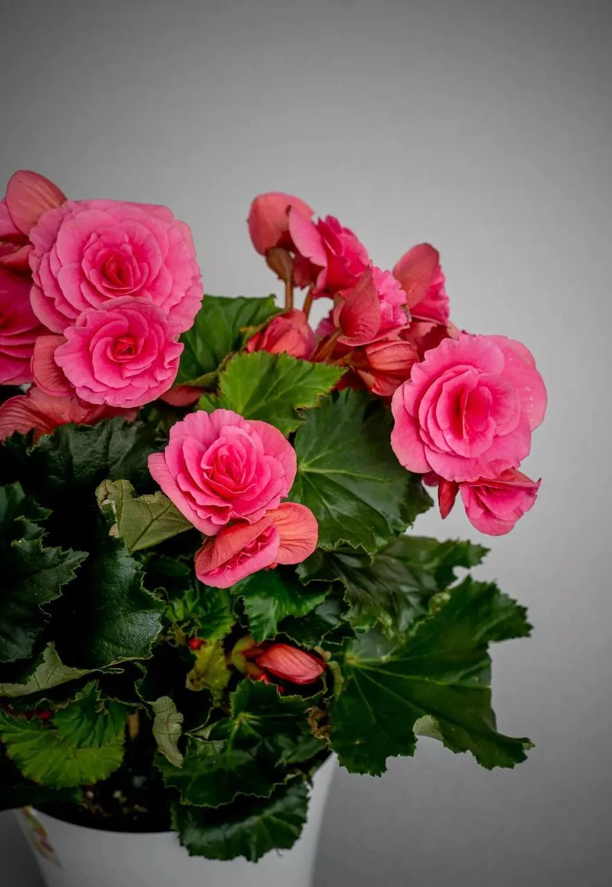 Уход за бегонией: не цветет 🥀
