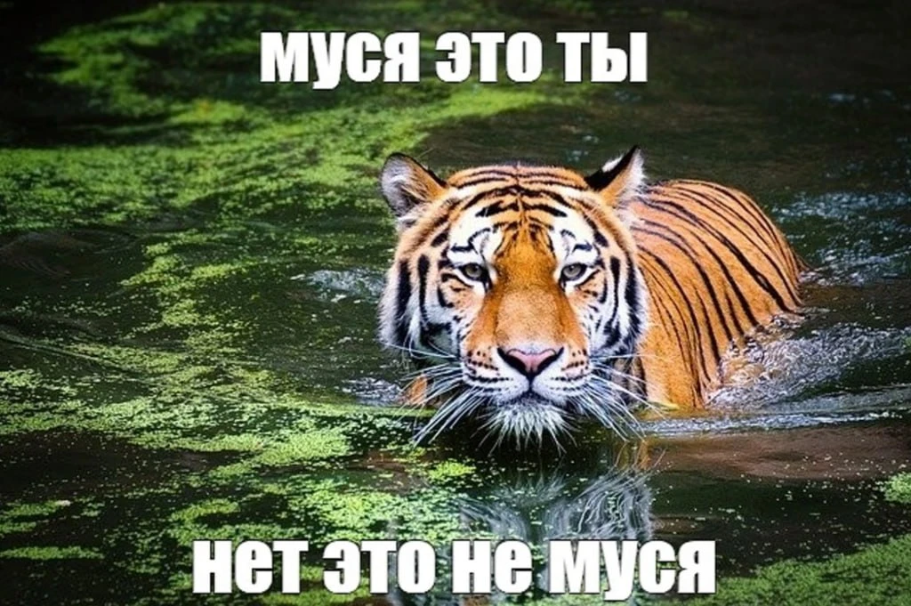 Сильная экспертиза, высокий чек, очередь на консультации, известное имя, опыт выступлен...