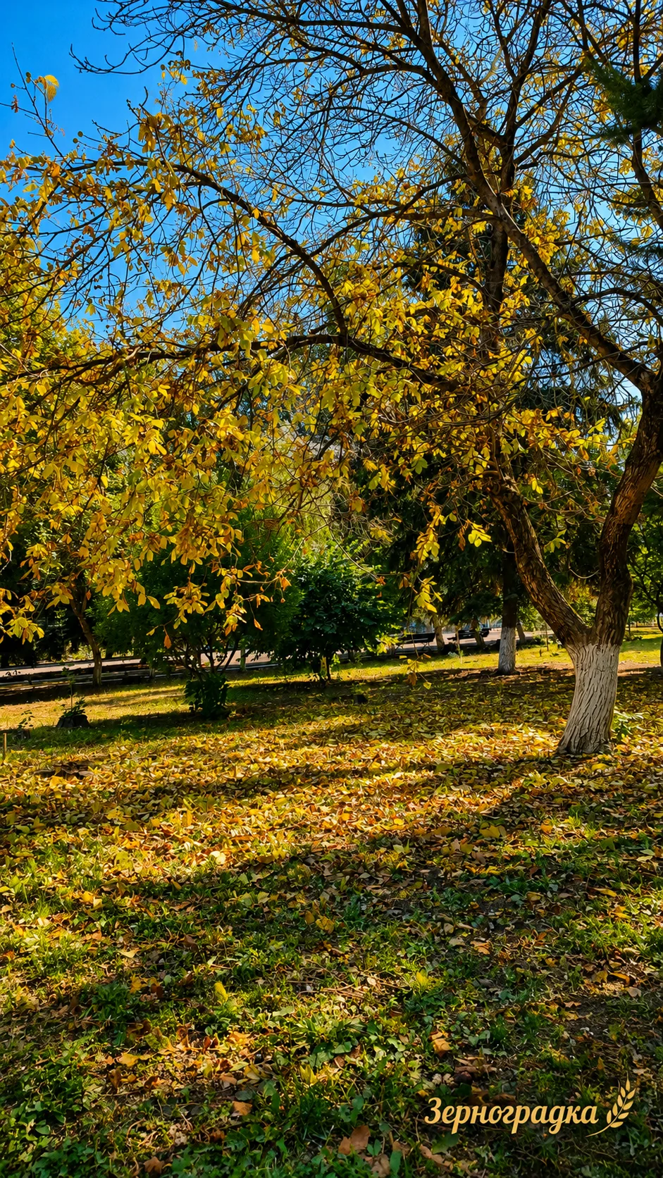 Осень наступила раньше обычного🍁