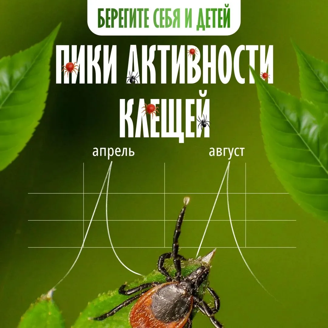 В августе клещи снова становятся особенно активными — поэтому в парках, лесах и за горо...
