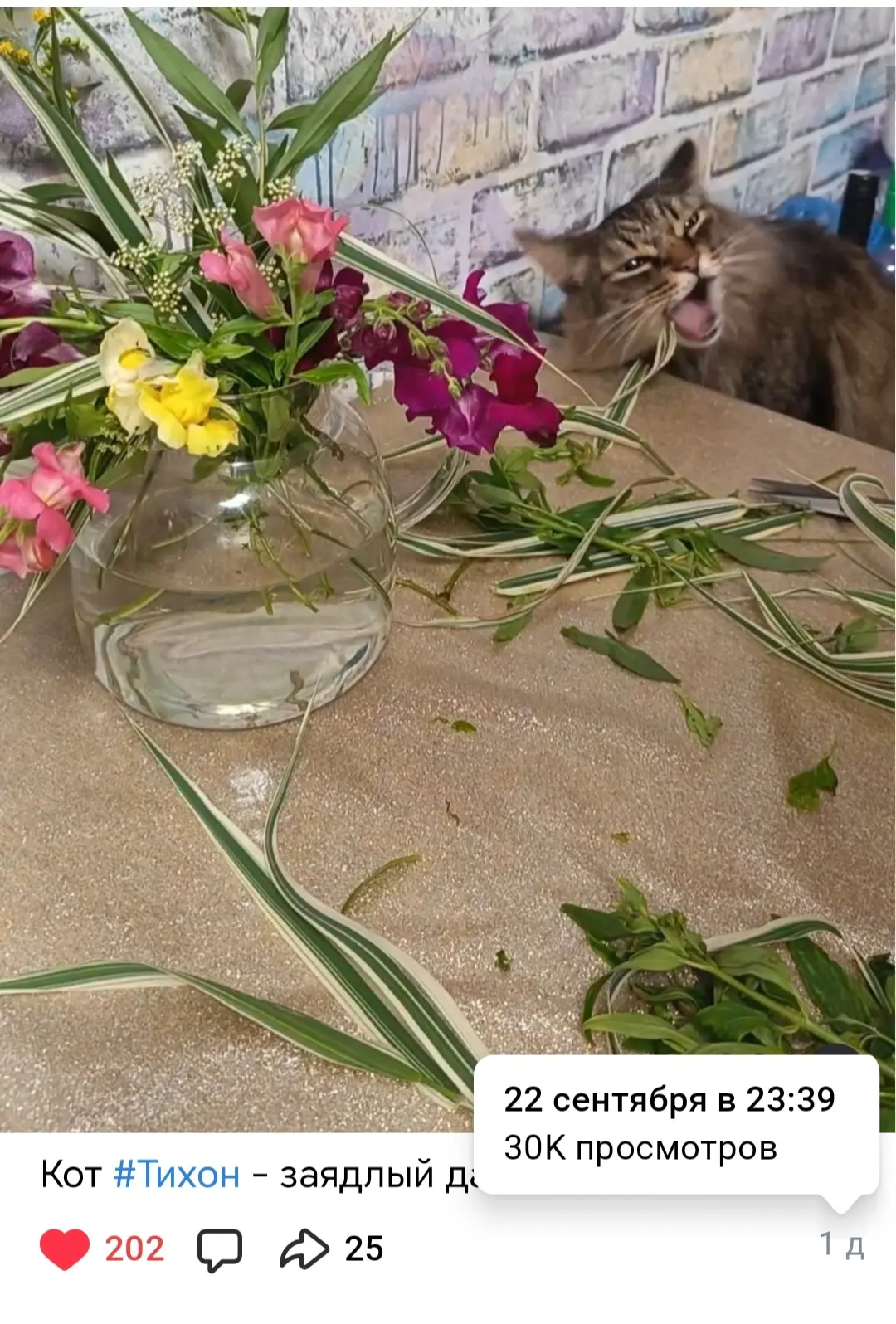 Прежде, чем показать клип #оШОПсах, вернусь опять к коту.