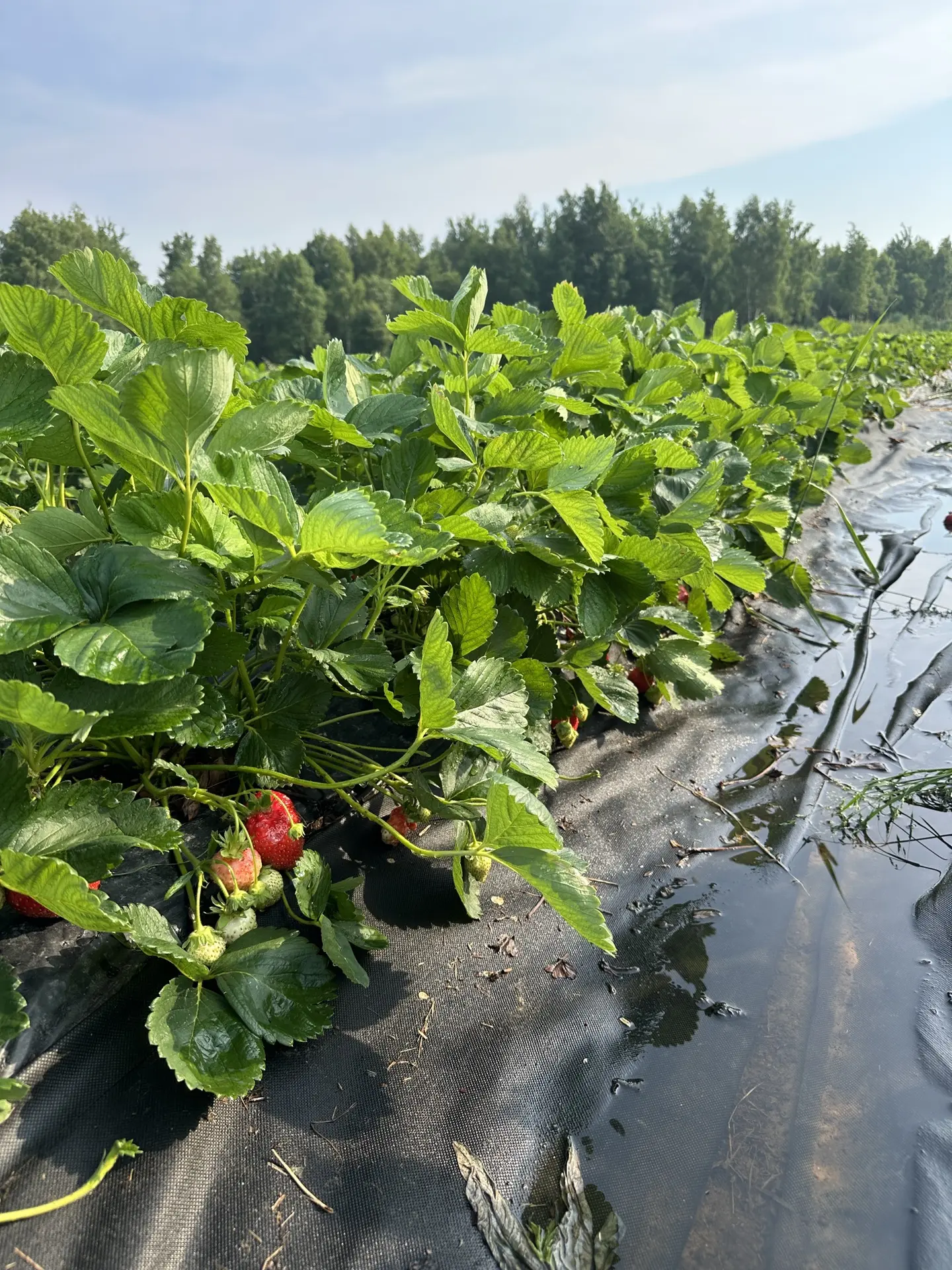 🌧️ У нас были ливень и град. 

Град большой размером, но недолго. Спасибо, что так. 

Никогда здесь