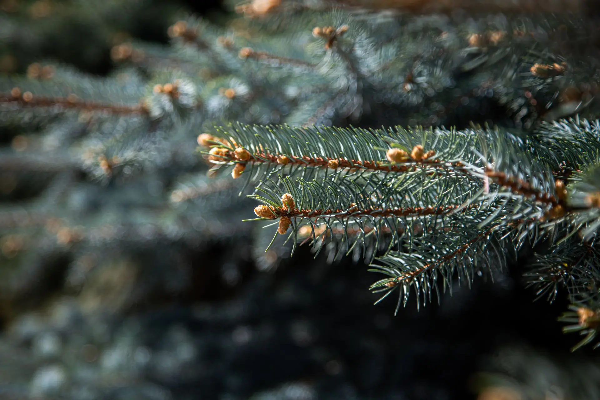 🌲