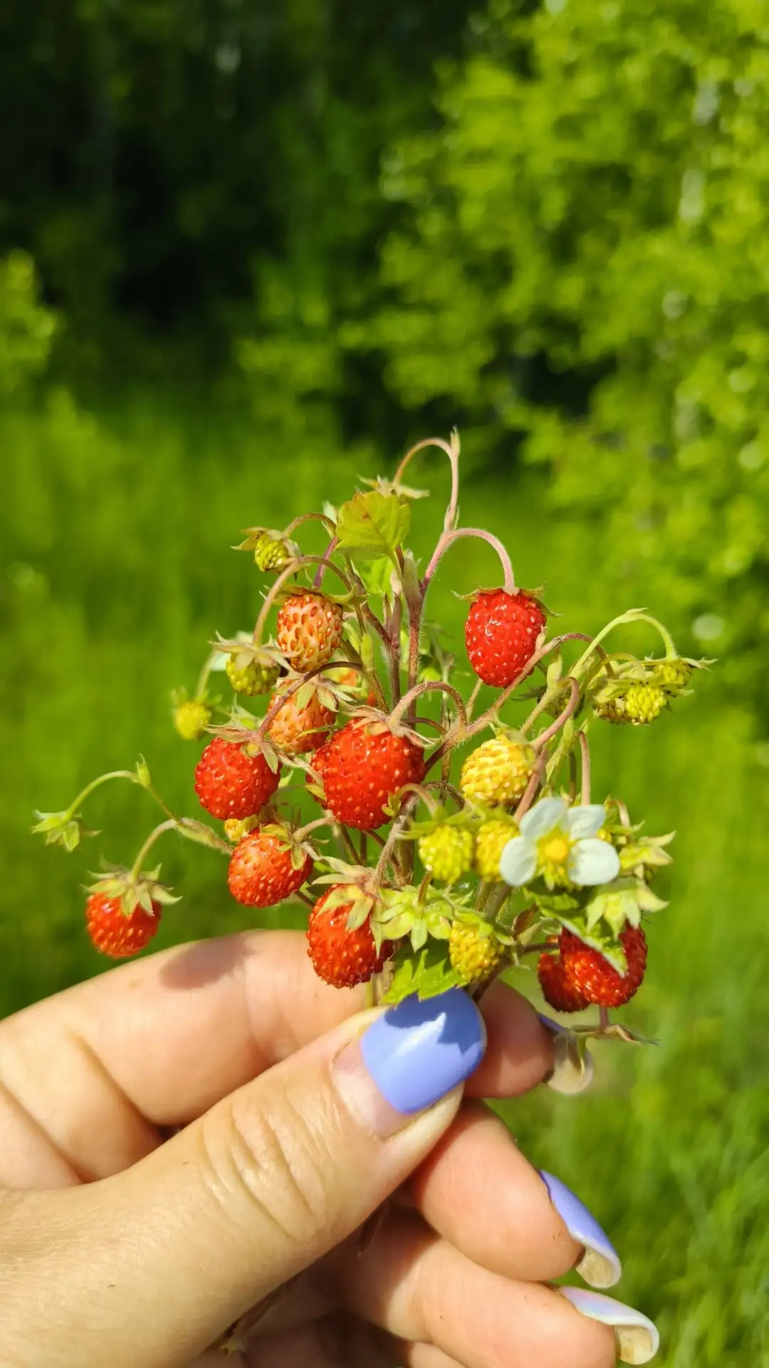 Открытие ягодного и грибного сезона 🍓🍄
Надежда Уткина