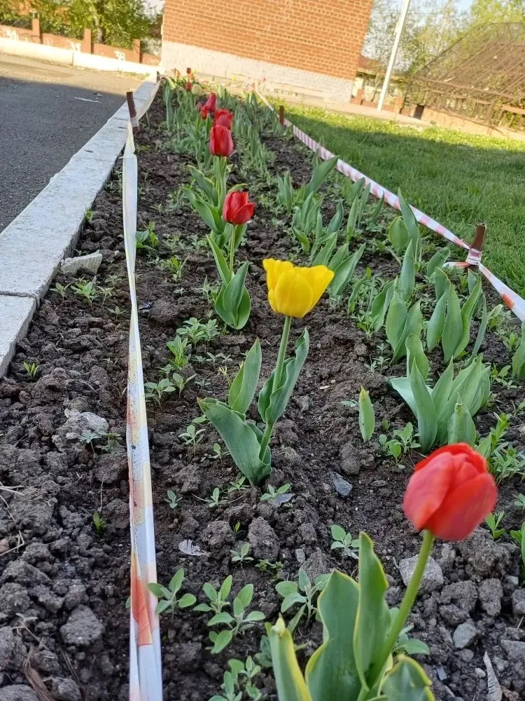 🌷 Подарок от школьной агролаборатории: цветущая память о великом подвиге  В этот великий день — 9 Ма