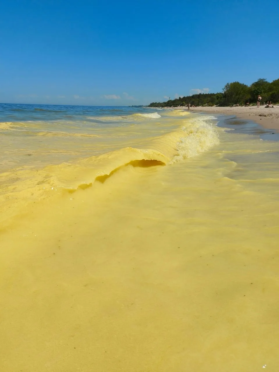 💛 Балтийское море пожелтело?