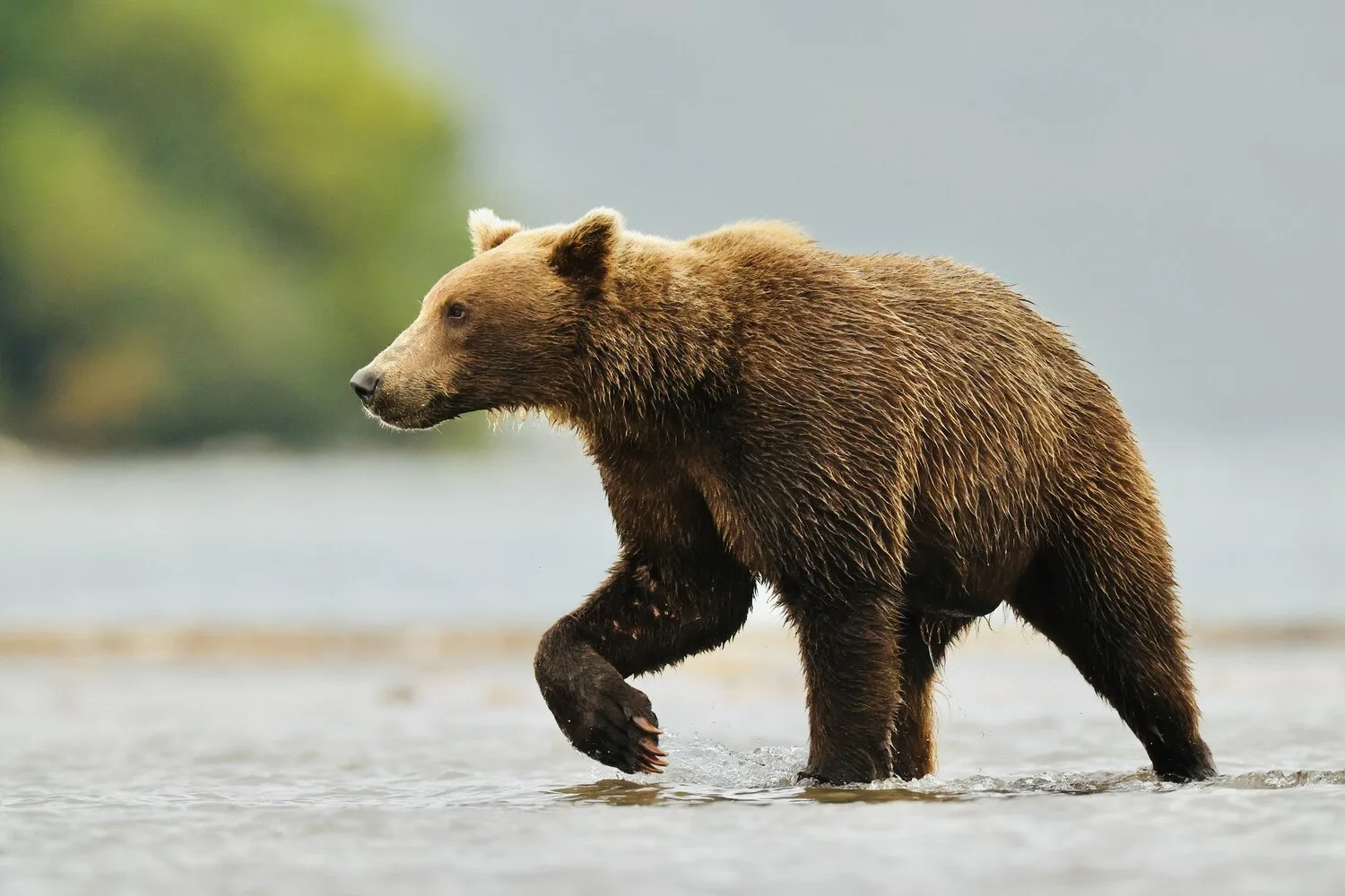 По данным Минприроды России на 2026 год, численность 🐻 бурых медведей в России - 307,9...