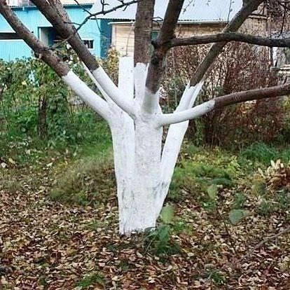 Осенняя побелка деревьев — лучшая защита!
