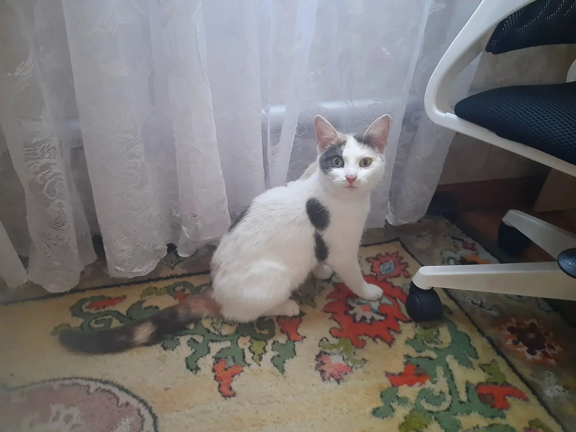 Кошечка в горошек. Ах, какие пятнышки!