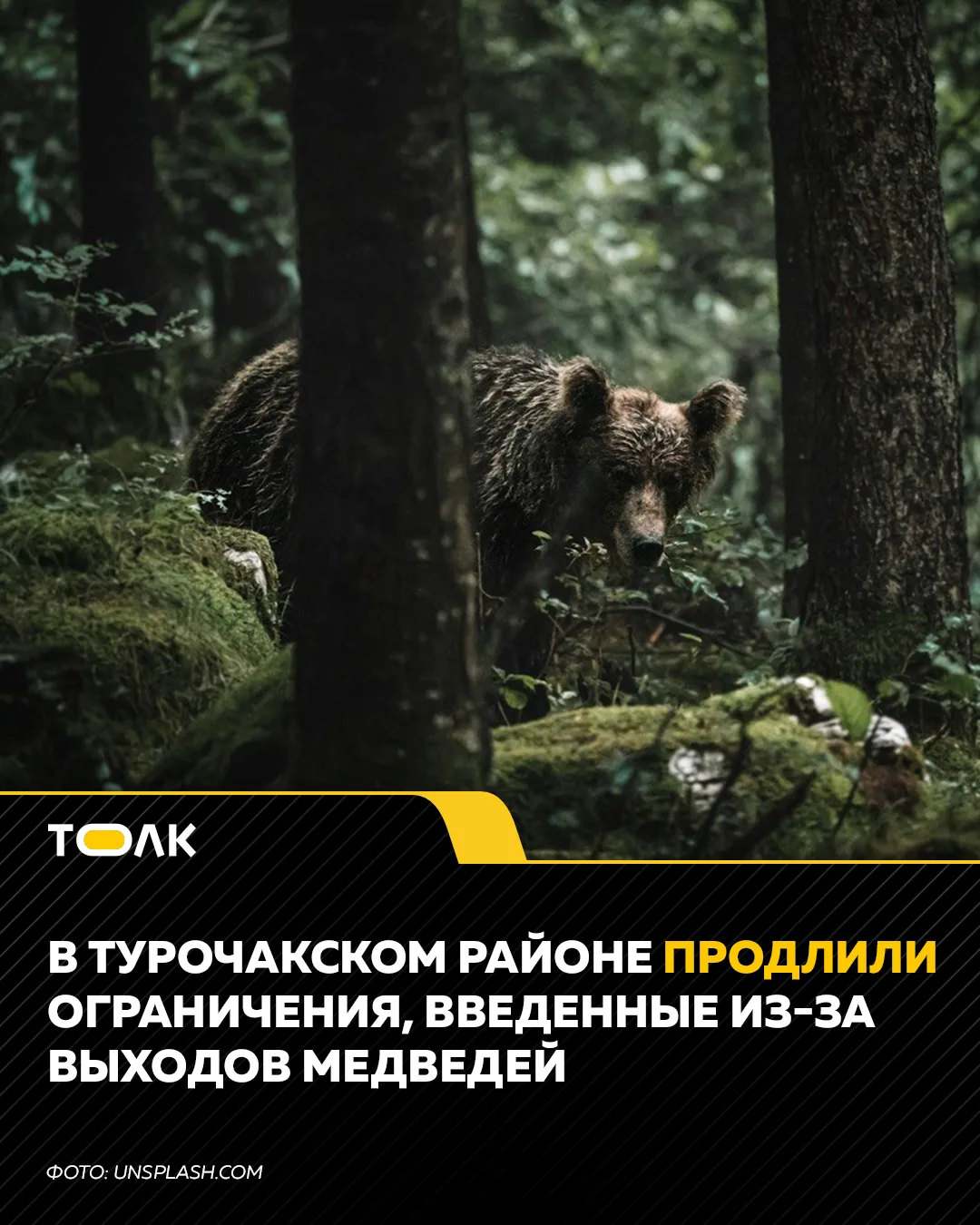 В Республике Алтай продлили ограничения, введенные из-за угрозы нападения медведей.