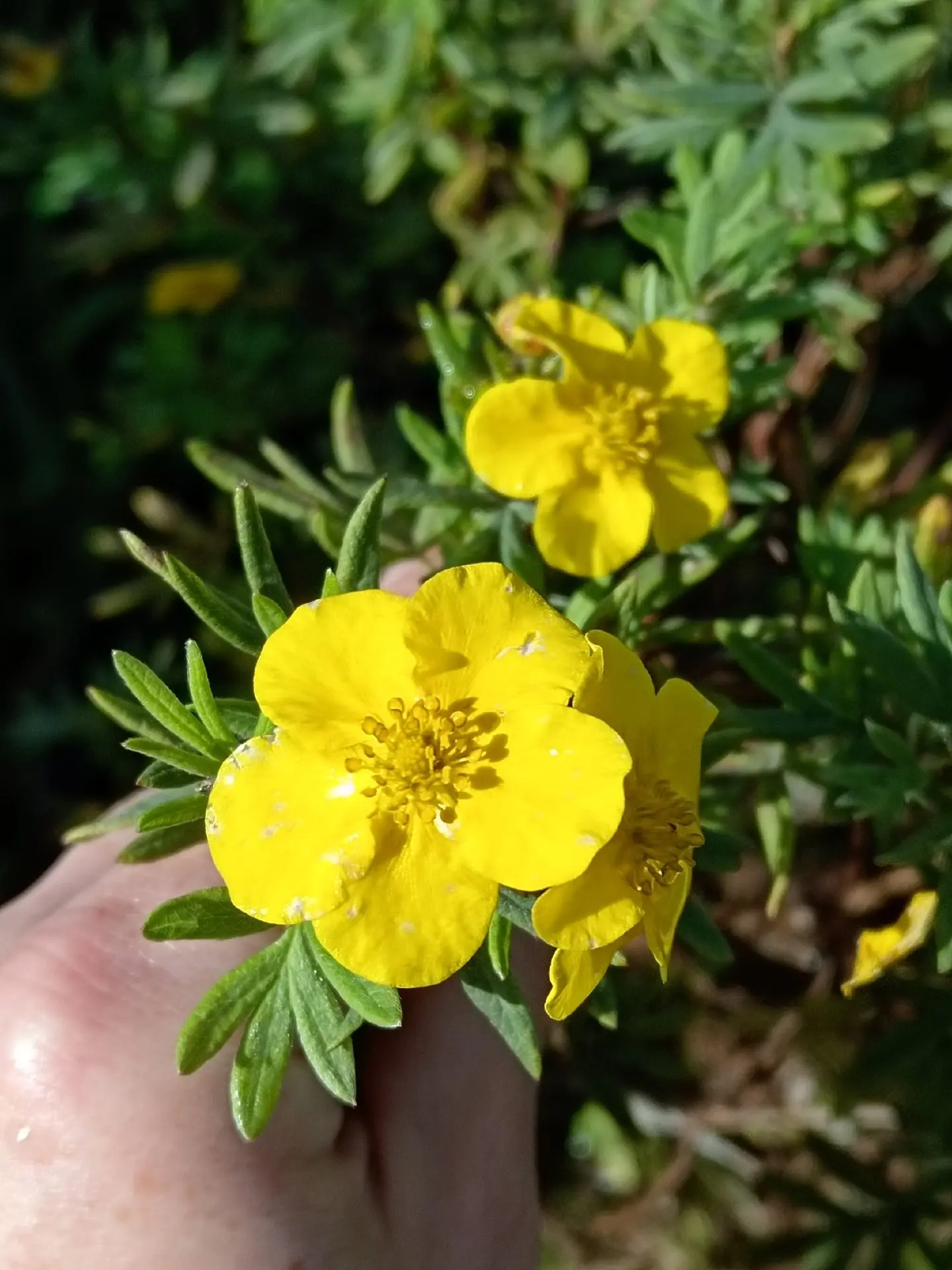 🌼 ЛАПЧАТКА — КУСТАРНИК, КОТОРЫЙ ЦВЕТЁТ БЕЗ ПЕРЕРЫВА!