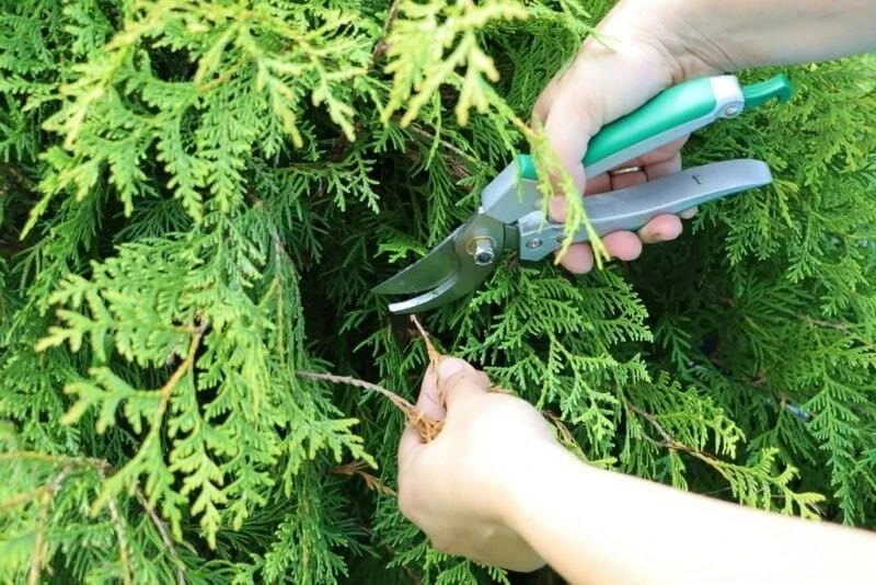 Черенкование хвойных – тонкости.  🌲 Хвойные растения условно делят на группы. К 1-й относятся легко 